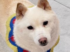 -柴犬小屋·柴餐厅·狗咖食堂(金鼎广场店)