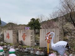 -香雪海