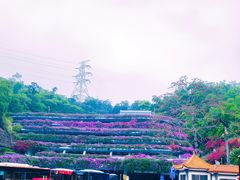-深圳仙湖植物园