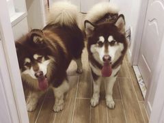 -李小姐の猫咖啡馆(五角场店)