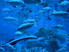 -海合安成都极地海洋公园