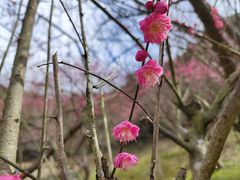 -新建村梅花