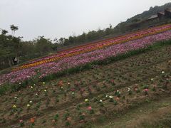 -丹樱生态园