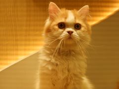 -猫和宫(六道口店)