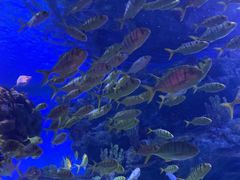 -海合安武汉极地海洋公园
