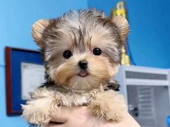 -萌宠之家·腊肠犬·马尔泰·小体犬舍
