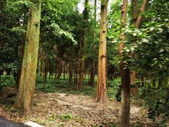 -东平国家森林公园