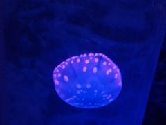 -青岛嘉年华主题乐园