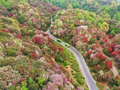 -贵州百里杜鹃风景名胜区