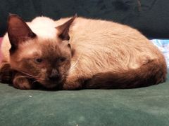 -藏猫猫咖啡主题馆(中央大道店)