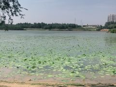 -丁香湖公园