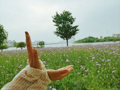 -九龙湖公园