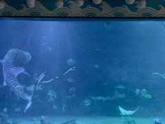 -烟台海昌鲸鲨海洋公园