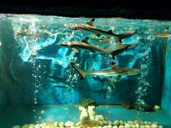 -班达拉奈克国际机场