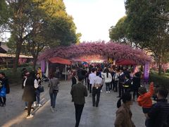 -南汇桃花村