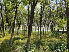 -西青郊野公园