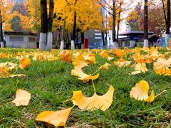 -重庆市江北嘴中央商务区中央公园