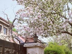 -桃花堤公园