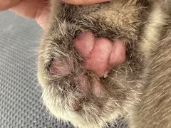 -comecome来吧宠物(奥克斯中心店)