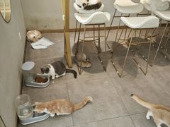-飞行喵MR PILOT|猫舍·猫咖(静安大融城店)