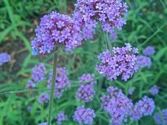 -黑龙江省森林植物园