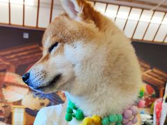 -豆柴町-柴犬主题狗咖(红鼎国际C座店)