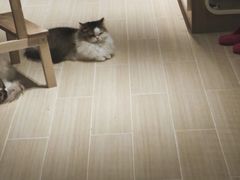 -momokira米努特·德文卷毛猫·棉花面纱犬