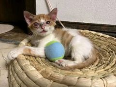 -瑞派天宁宠物医院·猫科·异宠中心