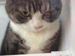 -车接车送·寄养洗护·德文猫舍(大宁店)