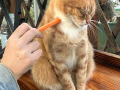 -鼎香皇高佬苏裹蒸粽