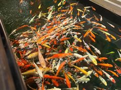 -龙悦湾酒家·八阵鱼生·渔人码头店