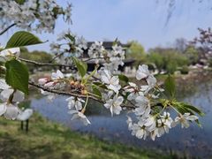 -尚湖风景区