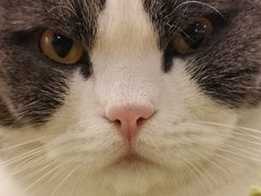 -遇见羊驼·奶狗咖·布偶猫咖·法斗柯基柴犬阿拉斯加(春熙路太古里IFS店)