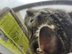 -艾吉宠物医院·疑难杂症转诊中心·猫友好(碧江路院)