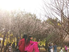 -中山市树木园