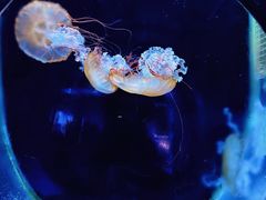 -大连圣亚海洋世界