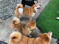 -柴犬高等学院·狗咖·柴犬售卖·宠物训练