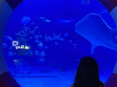 -烟台海昌鲸鲨海洋公园