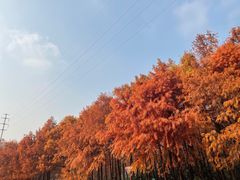 -上海海湾国家森林公园