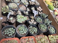 -苏州市皮市街花鸟工艺品市场