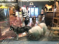 -more than meow吴止猫主题餐厅(承德 中船汇店)