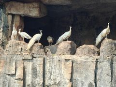 -海南热带野生动植物园