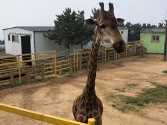 -西霞口神雕山野生动物世界