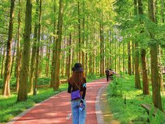 -黄海国家森林公园