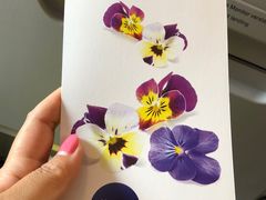 -德国汉莎航空公司