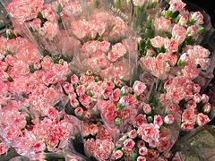 -循礼门鲜花花市(武汉循礼门店)