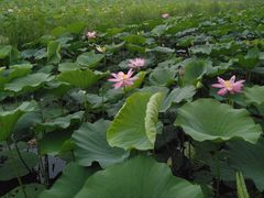 -西青郊野公园