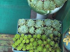 -老姐石板烧烤+铜炭火锅(总店)
