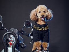 -超宠爱宠物摄影-Super pet