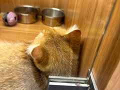 -汤姆宠物(长青北路店)